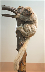 Gray's Sportive Lemur photo 1
