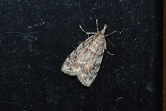 Scoparia basalis