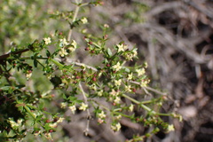 Galium nuttallii
