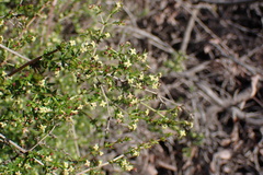 Galium nuttallii