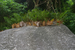 Drynaria quercifolia