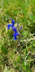 Salvia scutellarioides