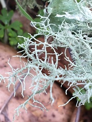 Usnea intermedia