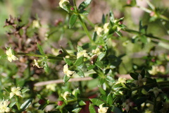 Galium nuttallii