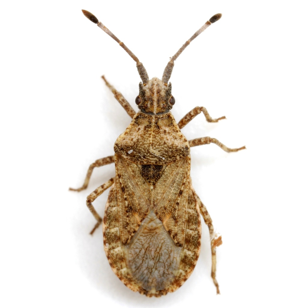 Scolopocerus uhleri