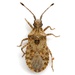 Scolopocerus uhleri - Photo (c) Mike Quinn, Austin, TX, some rights reserved (CC BY-NC), uploaded by Mike Quinn, Austin, TX