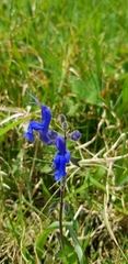 Salvia scutellarioides