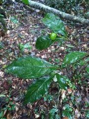 Amphirrhox longifolia