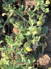 Grangea maderaspatana