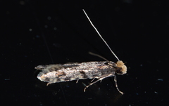 Homosetia marginimaculella