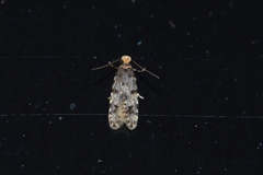 Homosetia marginimaculella