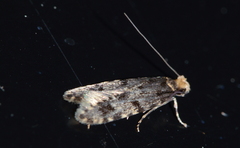 Homosetia marginimaculella