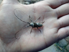 Cerambycoidea