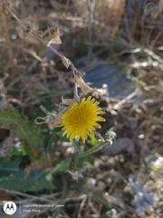 Sonchus oleraceus