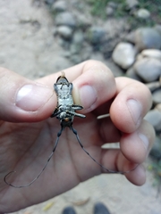 Cerambycoidea