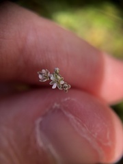 Thysanocarpus curvipes