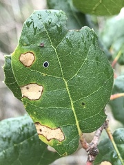 Tetraleurodes perileuca