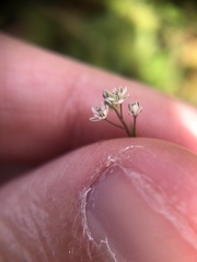 Thysanocarpus curvipes