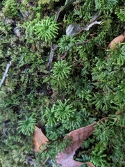 Hypnodendron