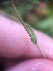 Thysanocarpus curvipes