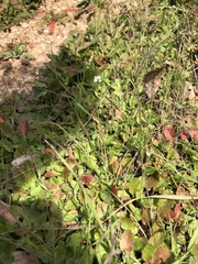 Thysanocarpus curvipes