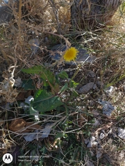 Sonchus oleraceus