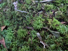 Hypnodendron