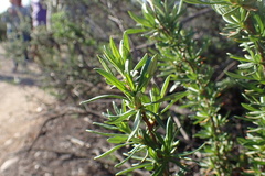 Eriogonum fasciculatum foliolosum