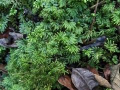Hypnodendron