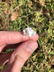 Plagiobothrys nothofulvus