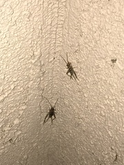 Gryllodes sigillatus