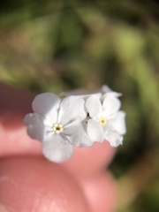 Plagiobothrys nothofulvus
