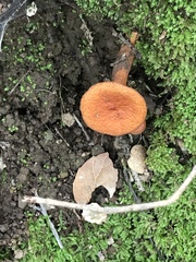 Lactarius rufulus