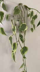 Peperomia scandens