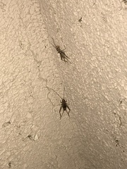 Gryllodes sigillatus
