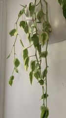 Peperomia scandens