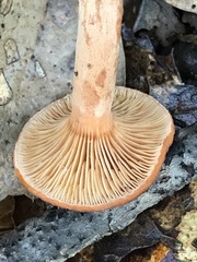 Lactarius rufulus