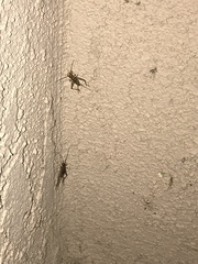 Gryllodes sigillatus