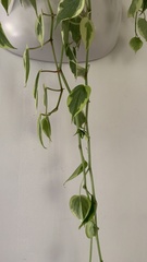 Peperomia scandens