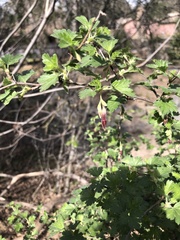 Ribes roezlii