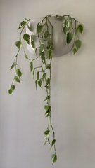 Peperomia scandens