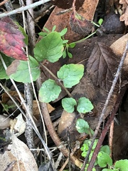 Clinopodium douglasii