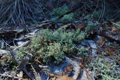 Cladonia leporina