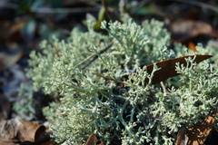Cladonia leporina