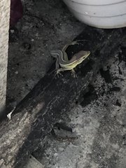 Takydromus septentrionalis