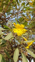 Tabebuia