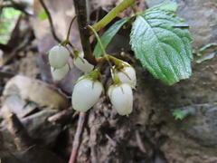 Rhynchotechum discolor