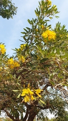 Tabebuia