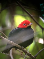 Ceratopipra mentalis