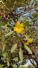 Tabebuia